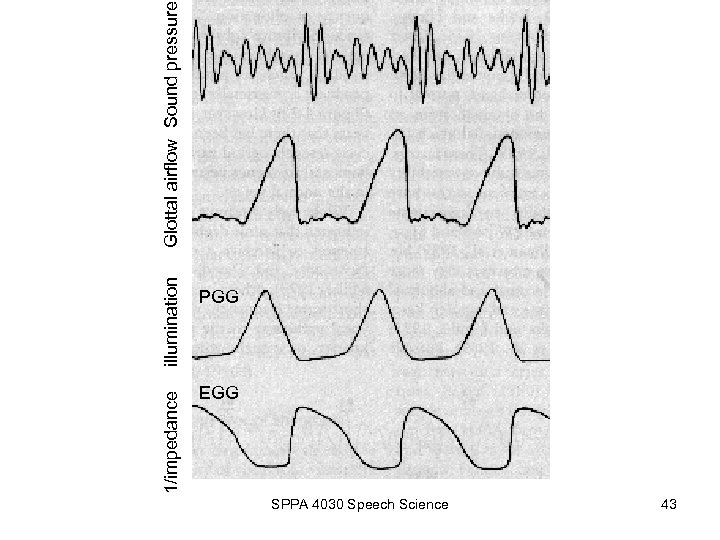 1/impedance illumination PGG EGG SPPA 4030 Speech Science 43 Glottal airflow Sound pressure 