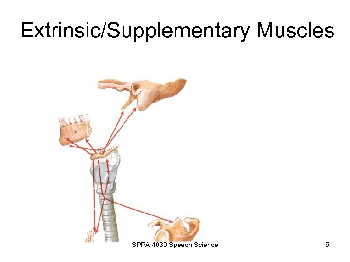 Extrinsic/Supplementary Muscles SPPA 4030 Speech Science 5 