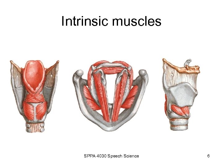 Intrinsic muscles SPPA 4030 Speech Science 6 