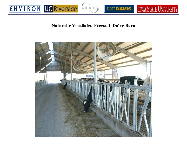 Naturally Ventilated Freestall Dairy Barn 