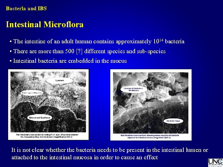 Bacteria and IBS Intestinal Microflora • The intestine of an adult human contains approximately