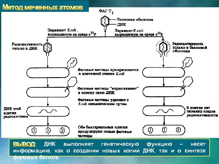 Метод меченых атомов проект