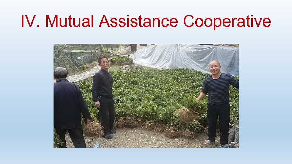 IV. Mutual Assistance Cooperative 