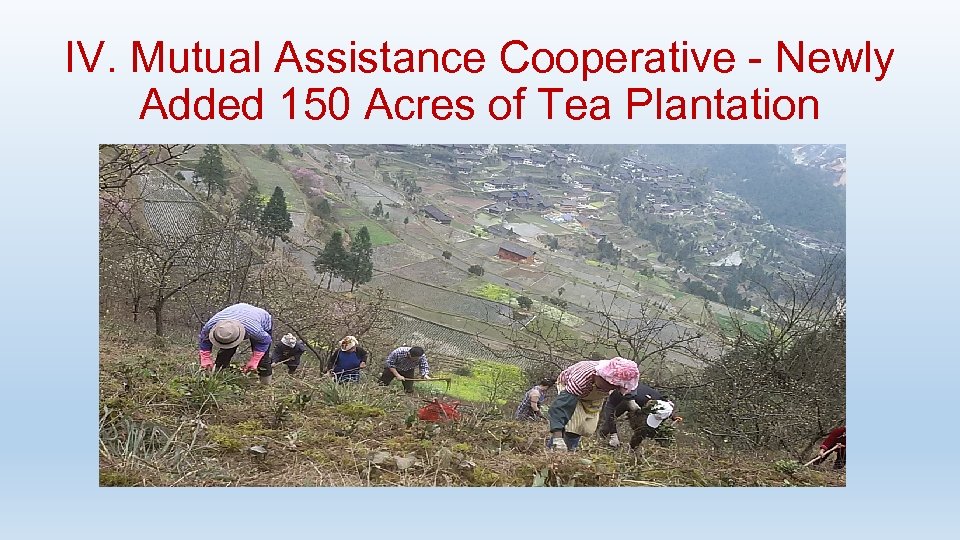 IV. Mutual Assistance Cooperative - Newly Added 150 Acres of Tea Plantation 