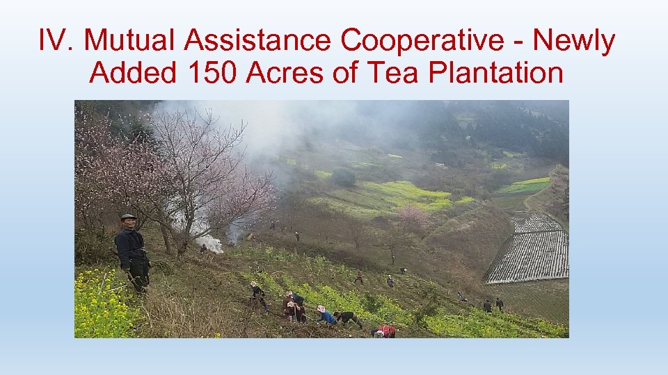 IV. Mutual Assistance Cooperative - Newly Added 150 Acres of Tea Plantation 