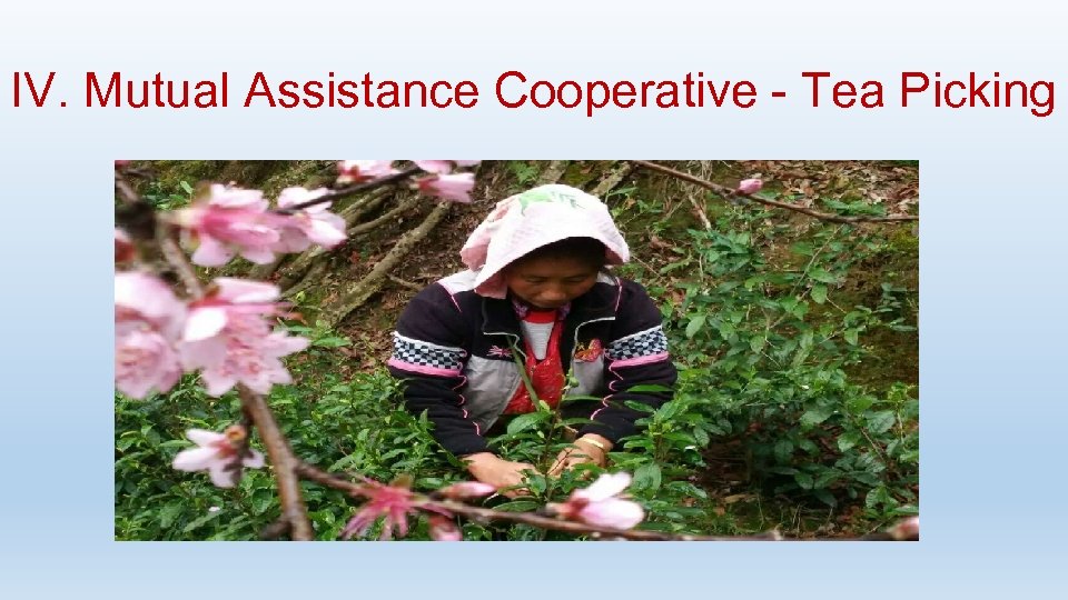 IV. Mutual Assistance Cooperative - Tea Picking 
