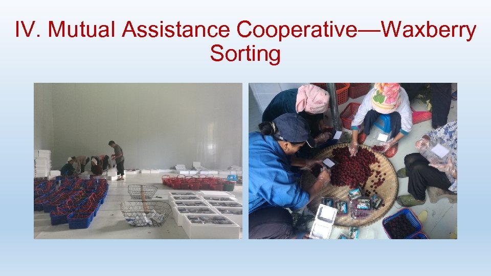 IV. Mutual Assistance Cooperative—Waxberry Sorting 