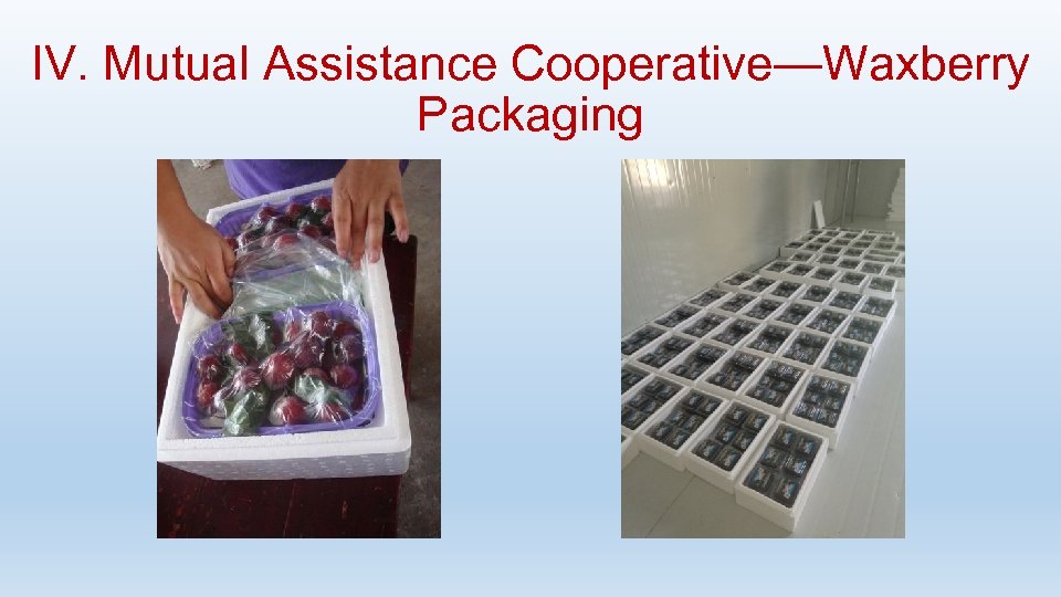IV. Mutual Assistance Cooperative—Waxberry Packaging 