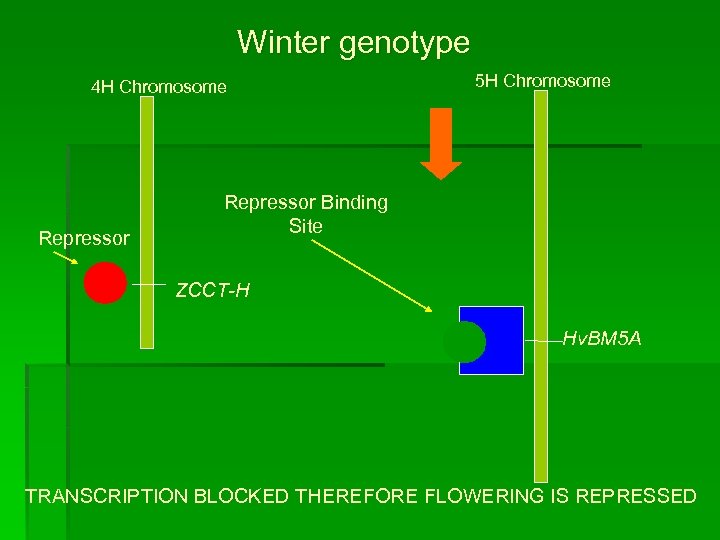Winter genotype 5 H Chromosome 4 H Chromosome Repressor Binding Site ZCCT-H Hv. BM