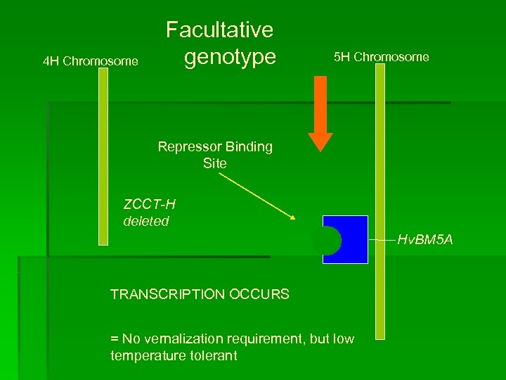 4 H Chromosome Facultative genotype 5 H Chromosome Repressor Binding Site ZCCT-H deleted TRANSCRIPTION