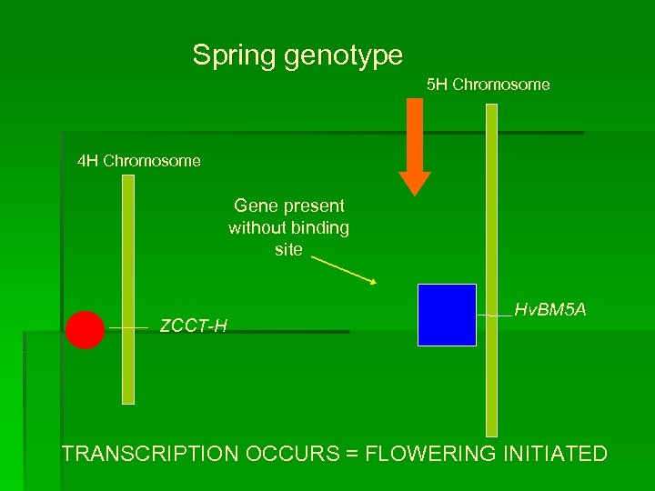 Spring genotype 5 H Chromosome 4 H Chromosome Gene present without binding site ZCCT-H