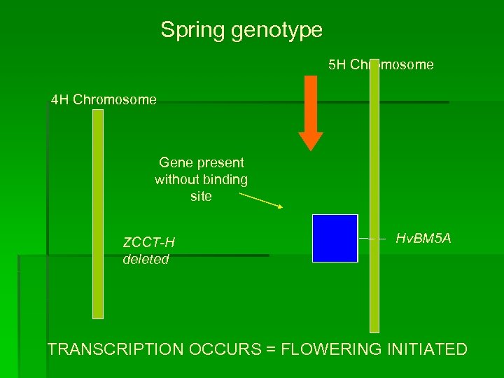 Spring genotype 5 H Chromosome 4 H Chromosome Gene present without binding site ZCCT-H