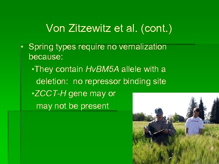 Von Zitzewitz et al. (cont. ) • Spring types require no vernalization because: •