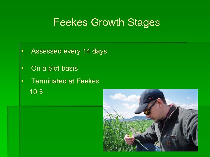 Feekes Growth Stages • Assessed every 14 days • On a plot basis •