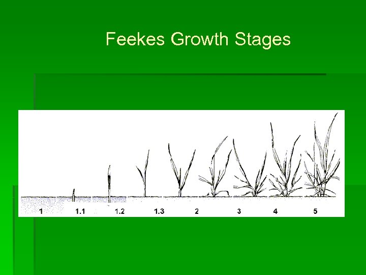 Feekes Growth Stages 