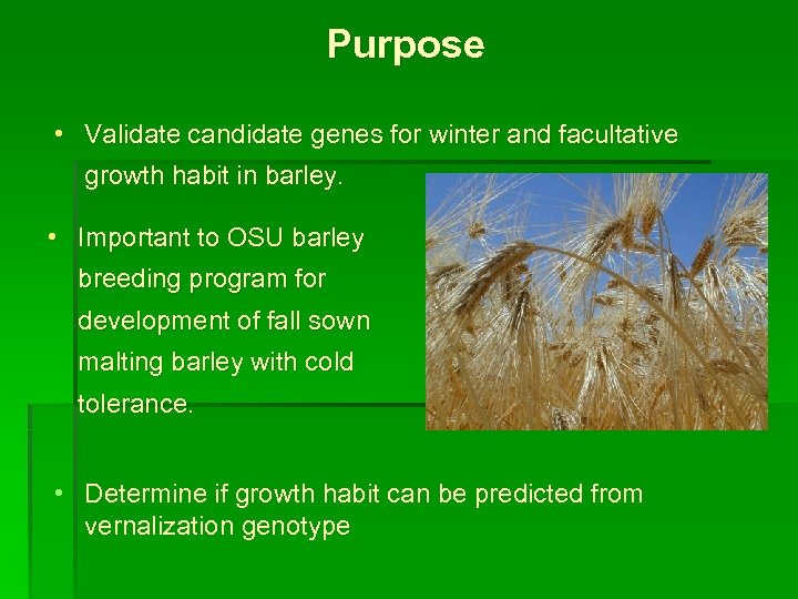 Purpose • Validate candidate genes for winter and facultative growth habit in barley. •