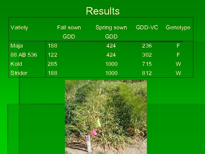 Results Variety Fall sown Spring sown GDD-VC GDD Genotype Maja 188 424 236 F