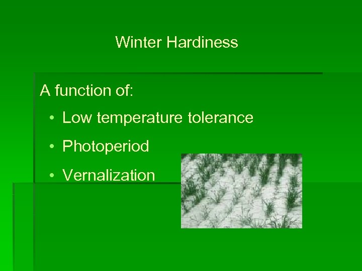 Winter Hardiness A function of: • Low temperature tolerance • Photoperiod • Vernalization 