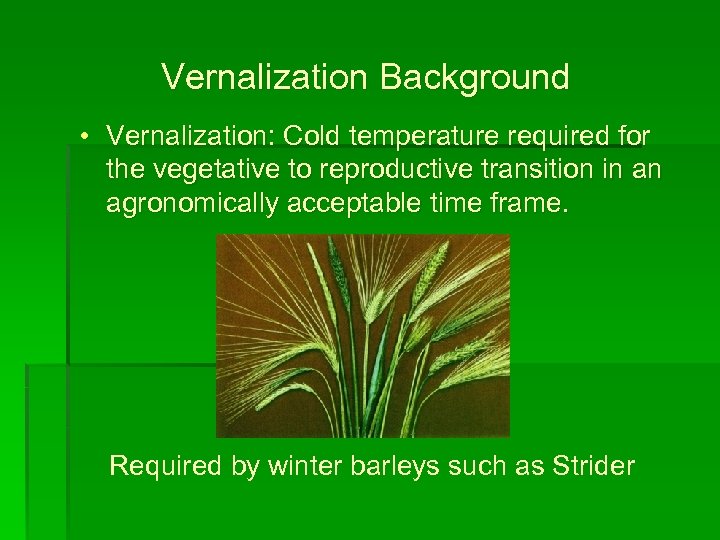 Vernalization Background • Vernalization: Cold temperature required for the vegetative to reproductive transition in