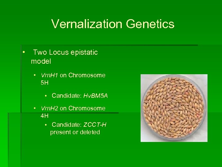 Vernalization Genetics • Two Locus epistatic model • Vrn. H 1 on Chromosome 5