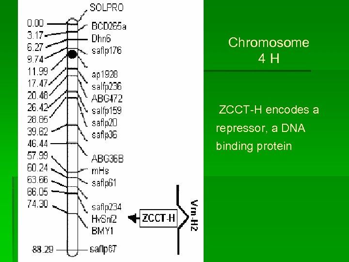 Chromosome 4 H ZCCT-H encodes a repressor, a DNA binding protein 