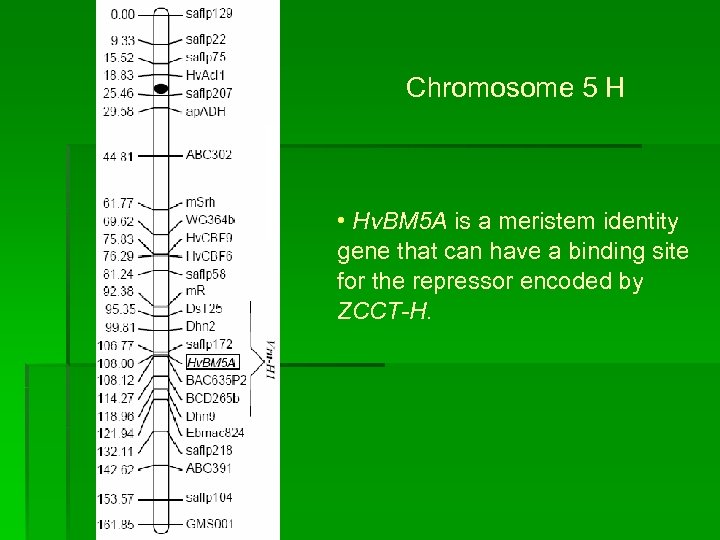 Chromosome 5 H • Hv. BM 5 A is a meristem identity gene that