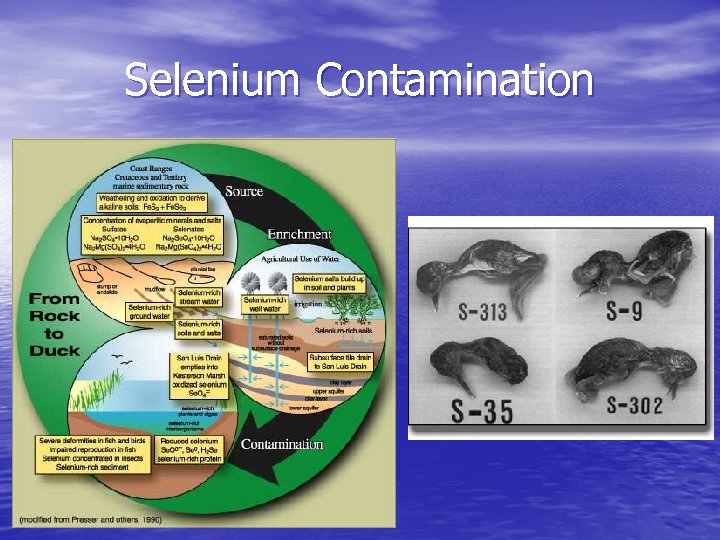 Selenium Contamination 