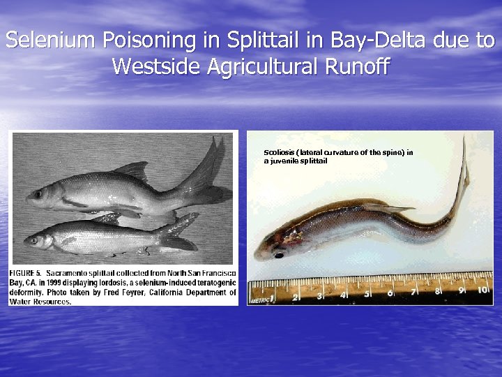 Selenium Poisoning in Splittail in Bay-Delta due to Westside Agricultural Runoff Scoliosis (lateral curvature