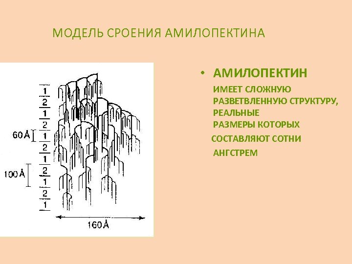 МОДЕЛЬ СРОЕНИЯ АМИЛОПЕКТИНА • АМИЛОПЕКТИН ИМЕЕТ СЛОЖНУЮ РАЗВЕТВЛЕННУЮ СТРУКТУРУ, РЕАЛЬНЫЕ РАЗМЕРЫ КОТОРЫХ СОСТАВЛЯЮТ СОТНИ