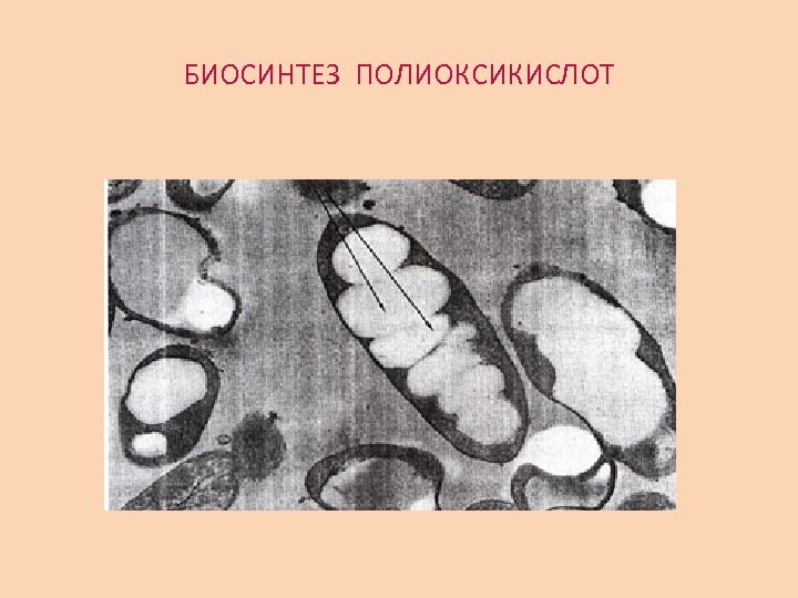 БИОСИНТЕЗ ПОЛИОКСИКИСЛОТ 