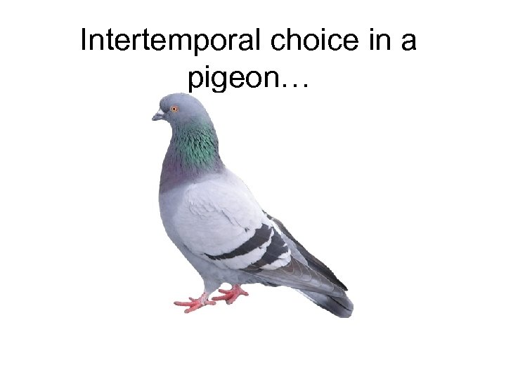 Intertemporal choice in a pigeon… 