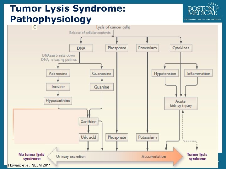 Tumor Lysis Syndrome: Pathophysiology 21 • Hyperuricemia: – due to catabolism of purines •