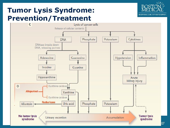 Tumor Lysis Syndrome: Prevention/Treatment 25 Section of Hematology-Oncology 