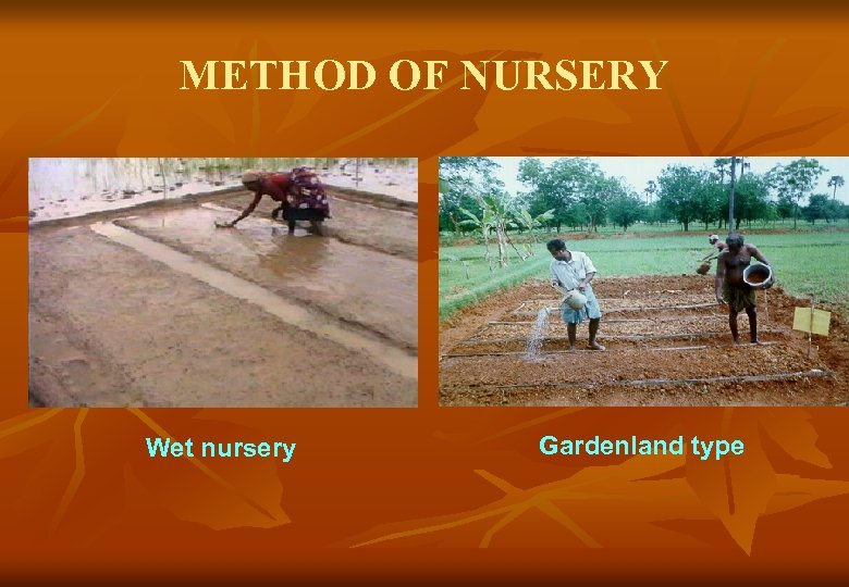 METHOD OF NURSERY Wet nursery Gardenland type 