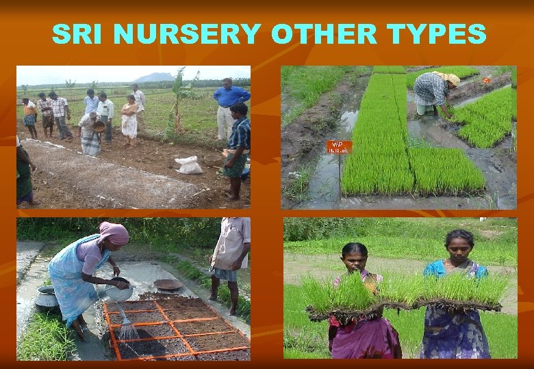 SRI NURSERY OTHER TYPES 