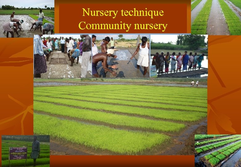 Nursery technique Community nursery 