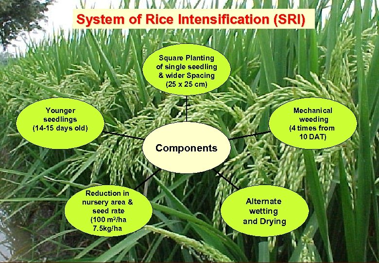 System of Rice Intensification (SRI) Square Planting of single seedling & wider Spacing (25