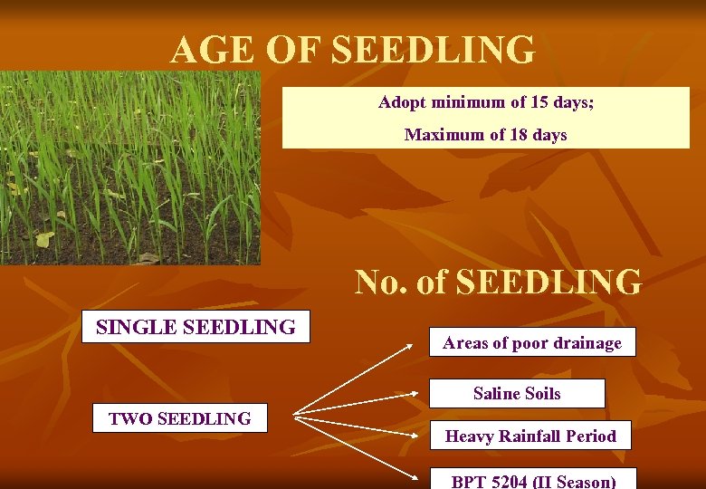 AGE OF SEEDLING Adopt minimum of 15 days; Maximum of 18 days No. of