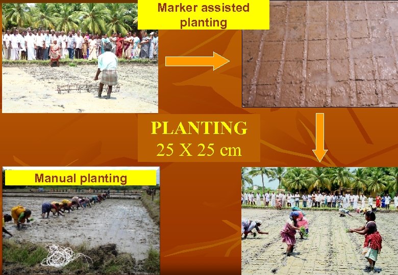 Marker assisted planting PLANTING 25 X 25 cm Manual planting 