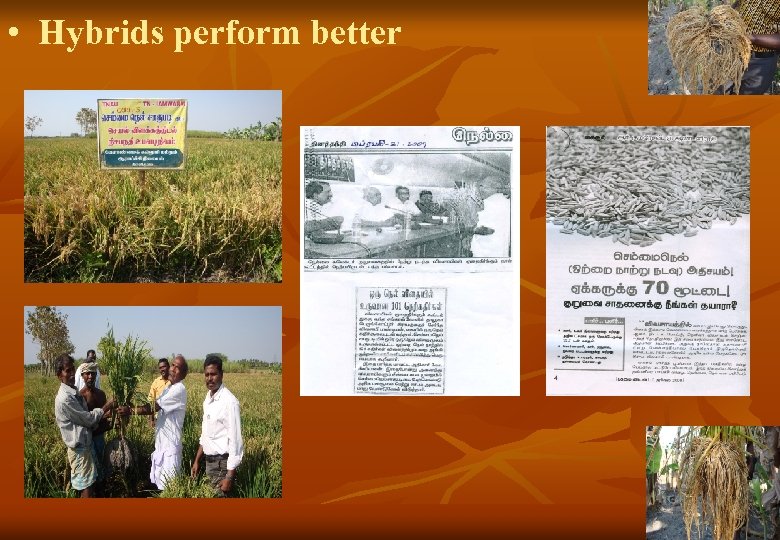  • Hybrids perform better 