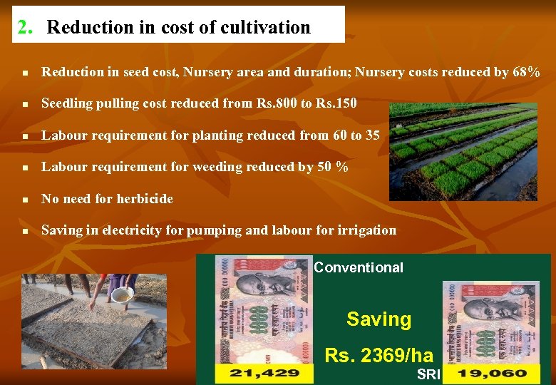 2. Reduction in cost of cultivation n Reduction in seed cost, Nursery area and