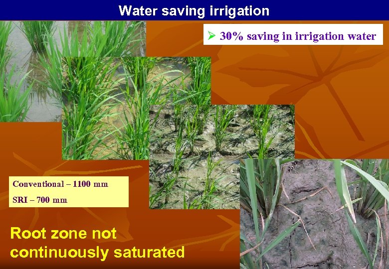 Water saving irrigation Ø 30% saving in irrigation water Conventional – 1100 mm SRI