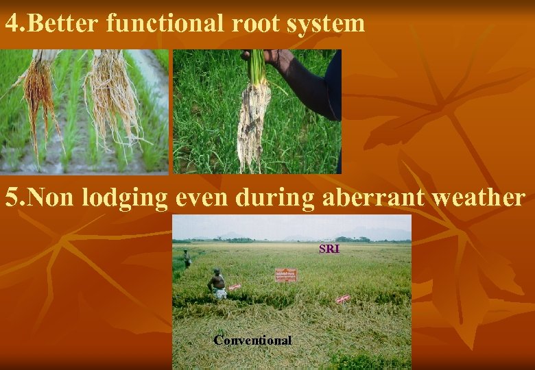 4. Better functional root system 5. Non lodging even during aberrant weather SRI Conventional