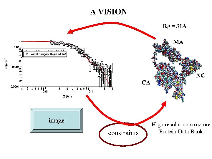 A VISION Rg = 31Å MA NC CA image constraints High resolution structure Protein