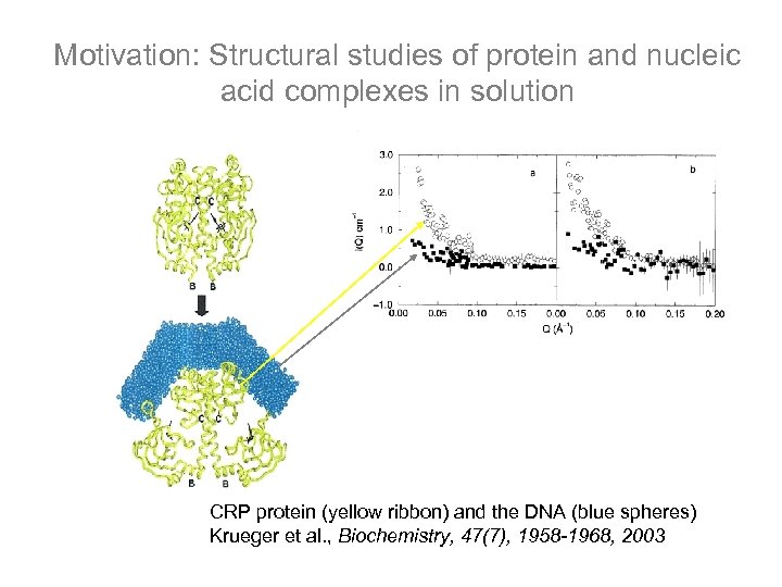 Motivation: Structural studies of protein and nucleic acid complexes in solution CRP protein (yellow
