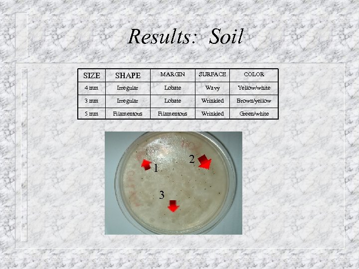 Results: Soil SIZE SHAPE MARGIN SURFACE COLOR 4 mm Irregular Lobate Wavy Yellow/white 3