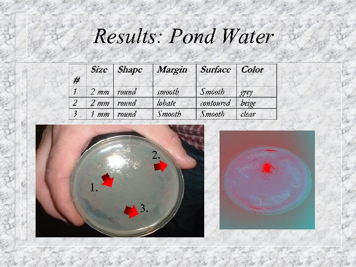 Results: Pond Water 2. 1. 3. 