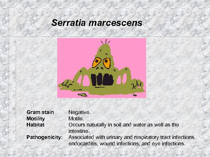 Serratia marcescens Gram stain Motility Habitat Pathogenicity: Negative. Motile. Occurs naturally in soil and