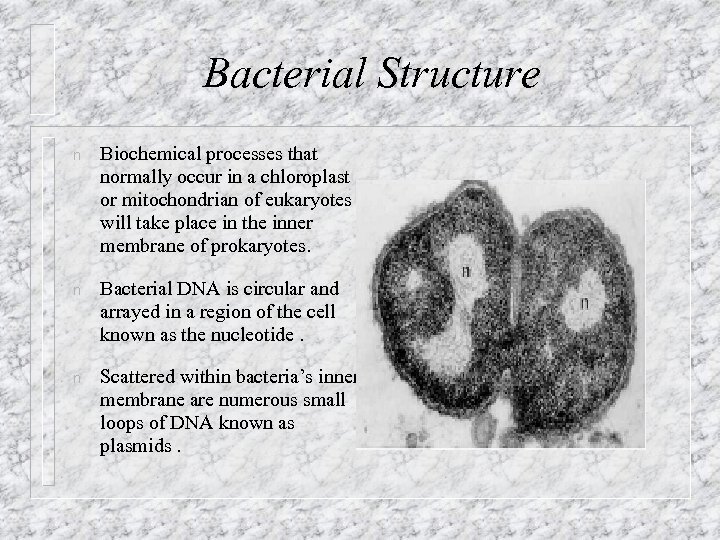 Bacterial Structure n Biochemical processes that normally occur in a chloroplast or mitochondrian of