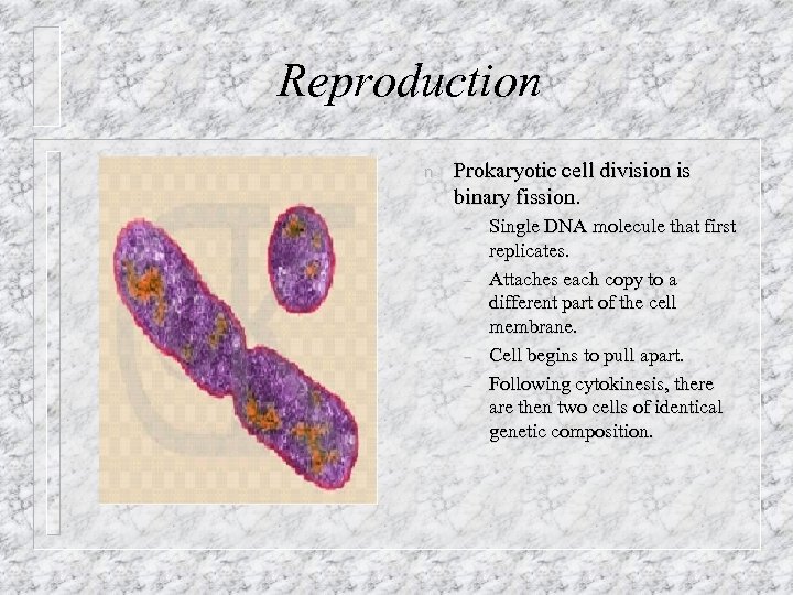 Reproduction n Prokaryotic cell division is binary fission. – – Single DNA molecule that